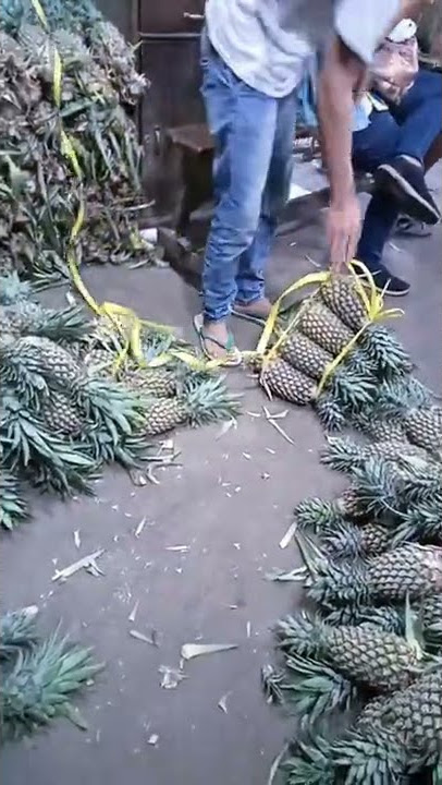 cara mengikat nanas