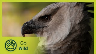 Flooded Forest  Brazil: A Natural History 5/5  Go Wild