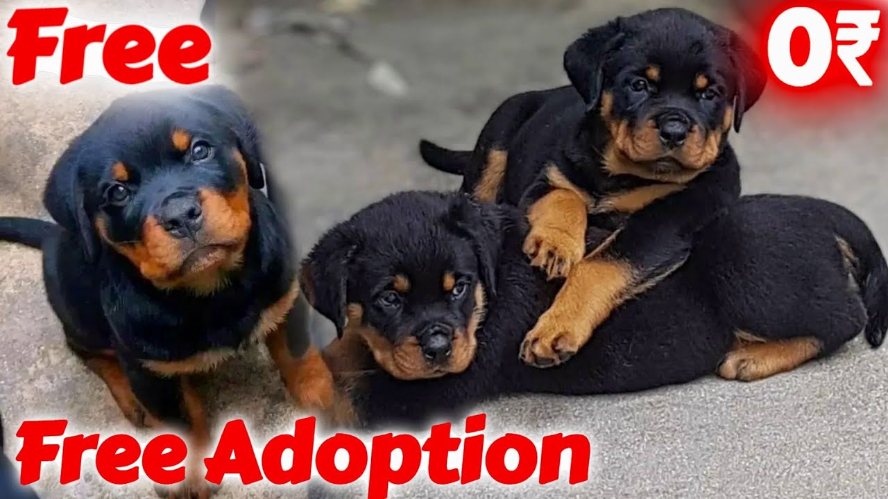 Baby Rottweilers For Free Free Free Adoption *Rottweiler* Rottweiler for free adoption ๐ถ All ...