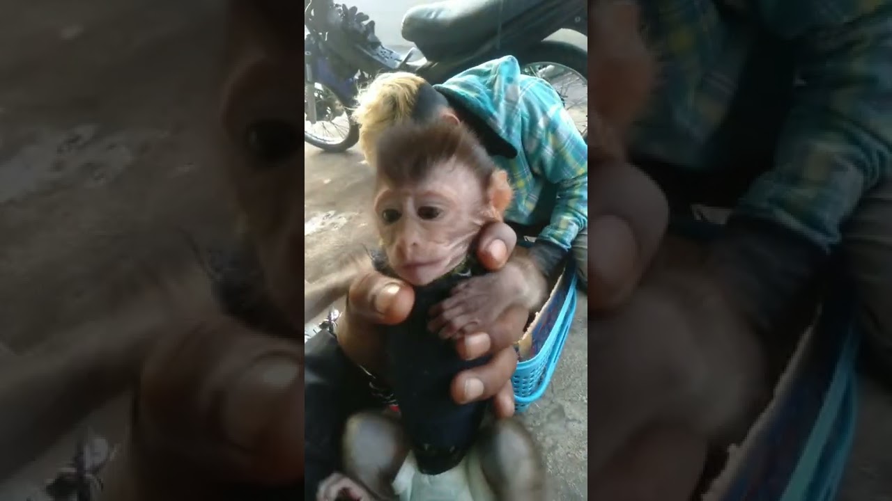penjelasan agar tidak sembarangan membeli BABY MONPAI #viralvideo #animals