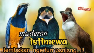 MASTERAN PALING MEWAH TEMBAKAN NGEDURR PANJANG || cungkok - tengkek buto -  jenggot