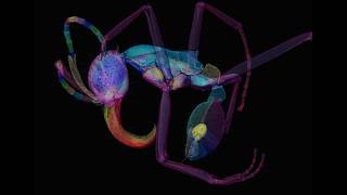 3D Segmentation from Antscan Micro-CT Scans