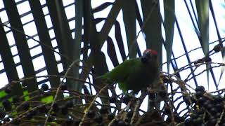 Cuiú-Cuiú Pionopsitta Pileata