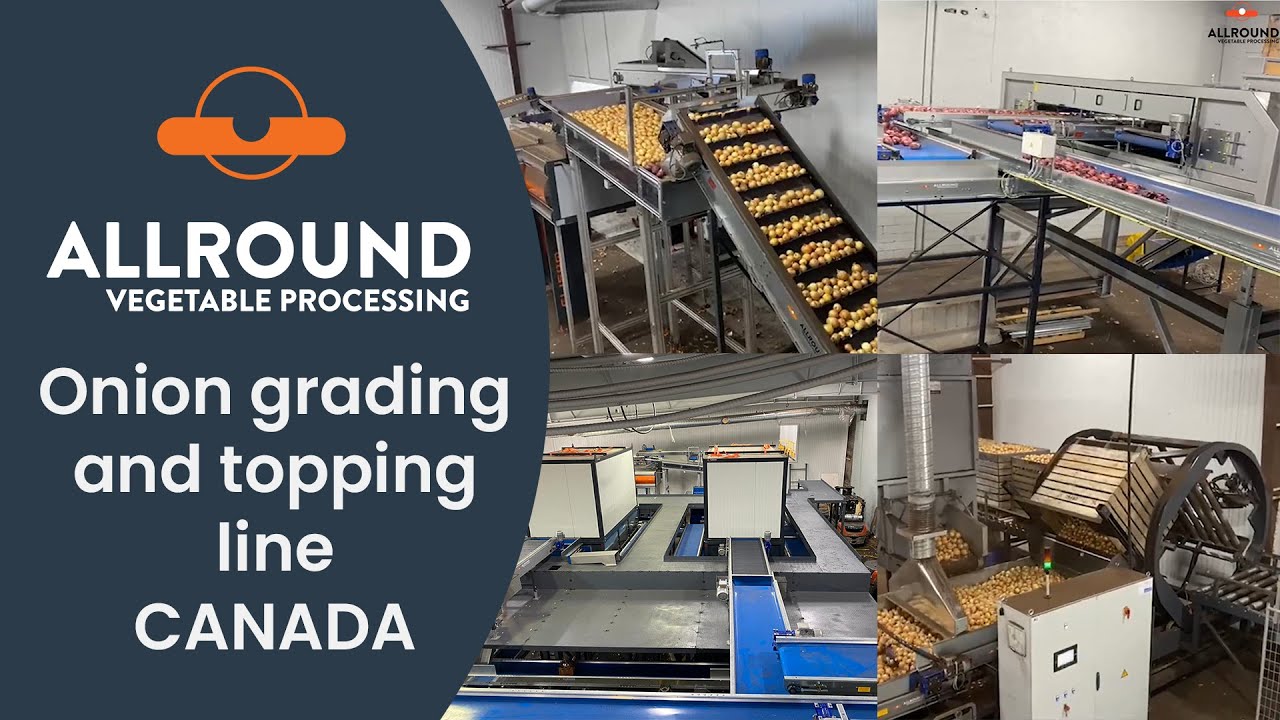 Onion grading and topping line | VEG | Canada  | Allround Vegetable Processing