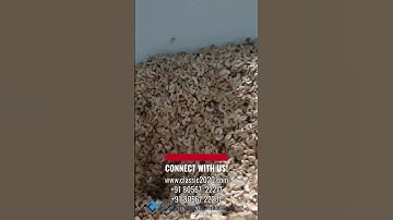 Cashew  #sorting #machine #classictechnologies #aura #sortingalgorithm #sortingmachine #business