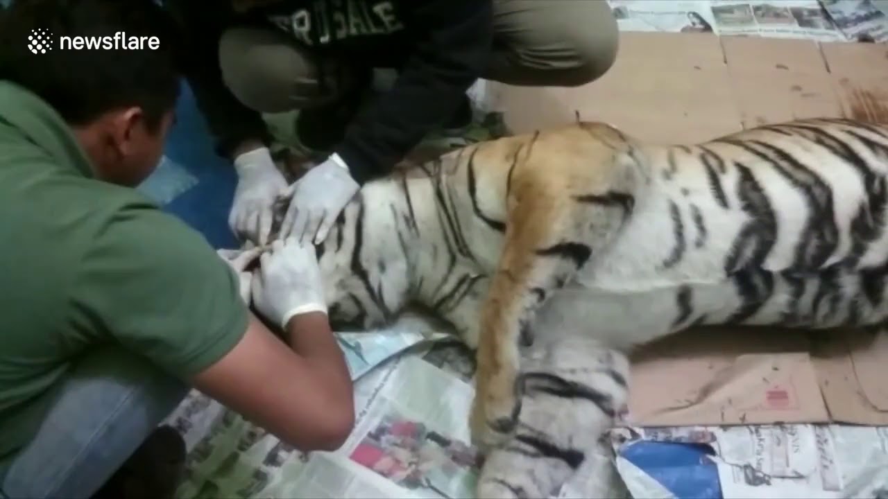 Endangered pregnant Sumatran tiger found dead in pig trap