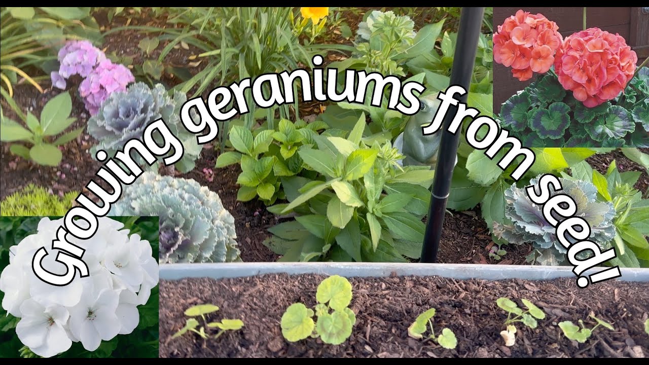 Potting up Geraniums grown from seeds texasgarden geranium gardening YouTube