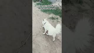 #tuffy #dog #morning #walking #song #trending #motivational #shorts #video
