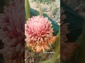 டார்ச் லைட் 🔦இஞ்சிப் பூ 🌷🌷🌷பார்த்திருக்கீங்களா🥰 #shortsviral#shortsfeed #gardening#cherilcherbivlogs