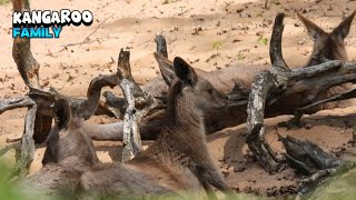 Kangaroo Family Relaxing And Enjoying Life