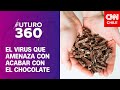 El virus que amenaza con acabar con el chocolate | Bloque científico de Futuro 360
