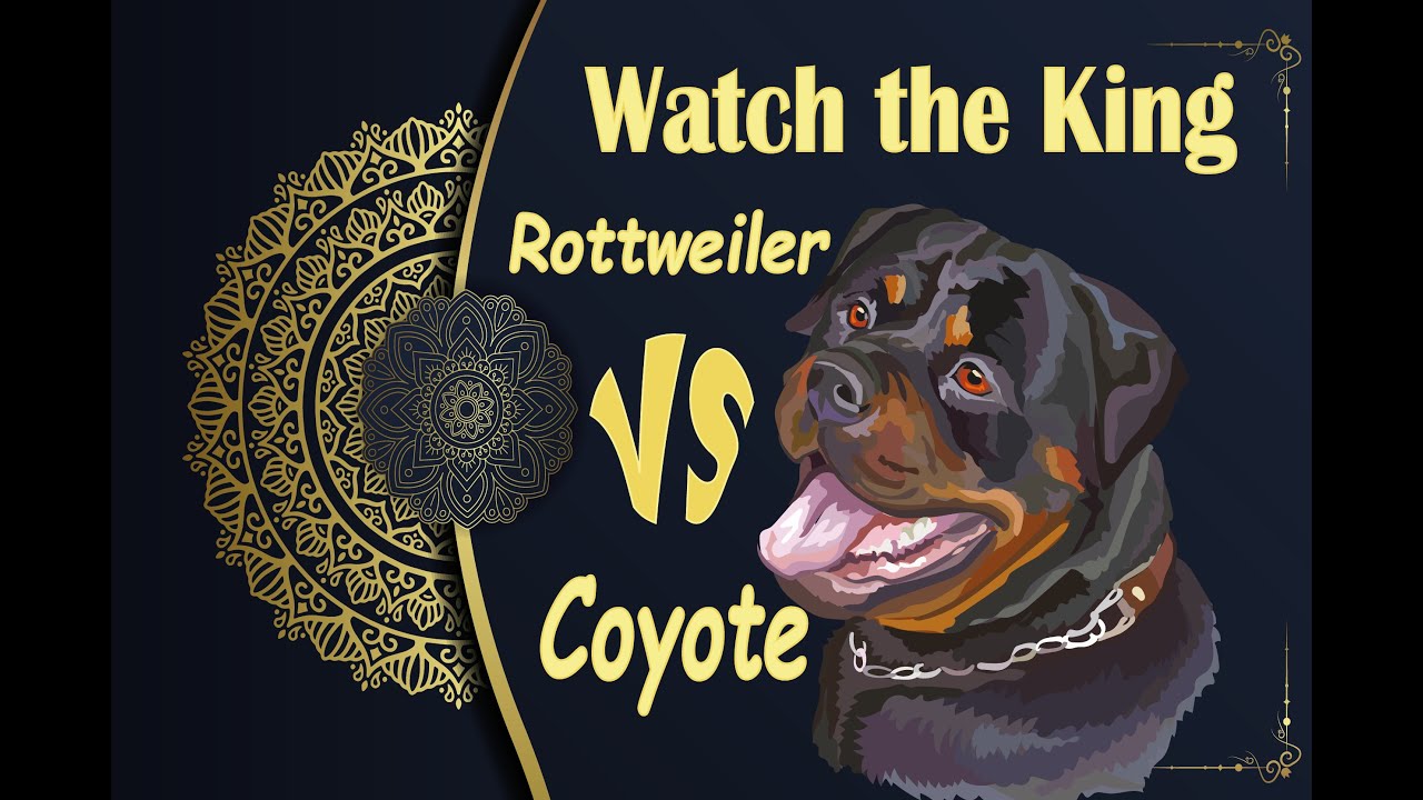 Rottweiler vs Coyote - YouTube