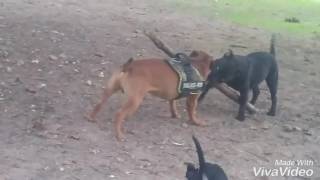 Staffordshire Bull Terrier