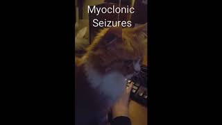 Old cat with Feline Audiogenic Reflex Seizures (FARS), 2 types of seizures