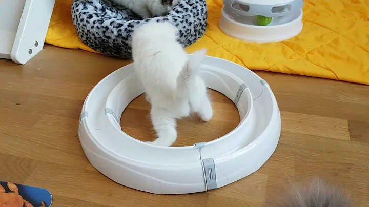 Watch the video about Ragdoll kittens 5 weeks old...chocolate and lilac lynx..seal colourpoint