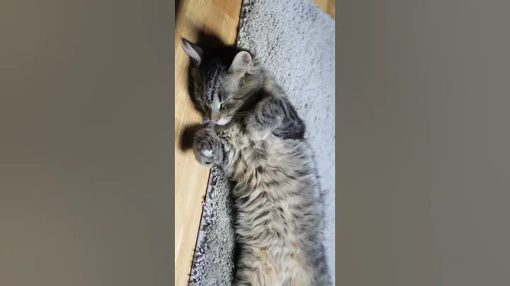 Watch the video about Cute Cat Sleeping Compilation #kitten #cat #shorts