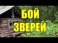 БОЙ ЗВЕРЕЙ ЖИЗНЬ В ТАЙГЕ ИЗБУШКА В ЛЕСУ