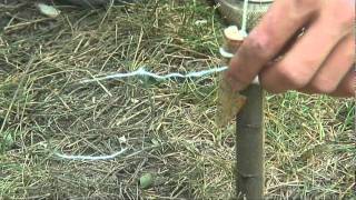 DIY survival Snares for Trapping Small animals