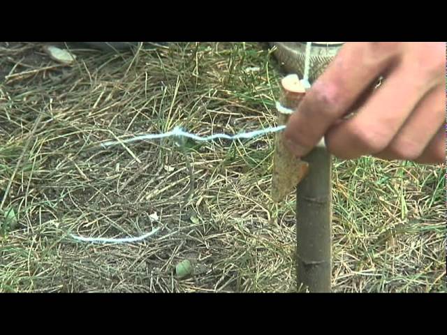 DIY survival Snares for Trapping Small animals