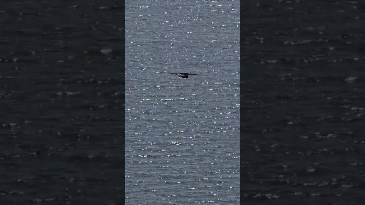 My boy is about to hunt 