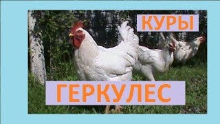 Содержание кур Геркулес спустя год  Лучшие куры для хозяйства