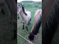 Конячки. #horse