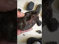Collection meteorites El guennouni..#larache #maroc #meteorites