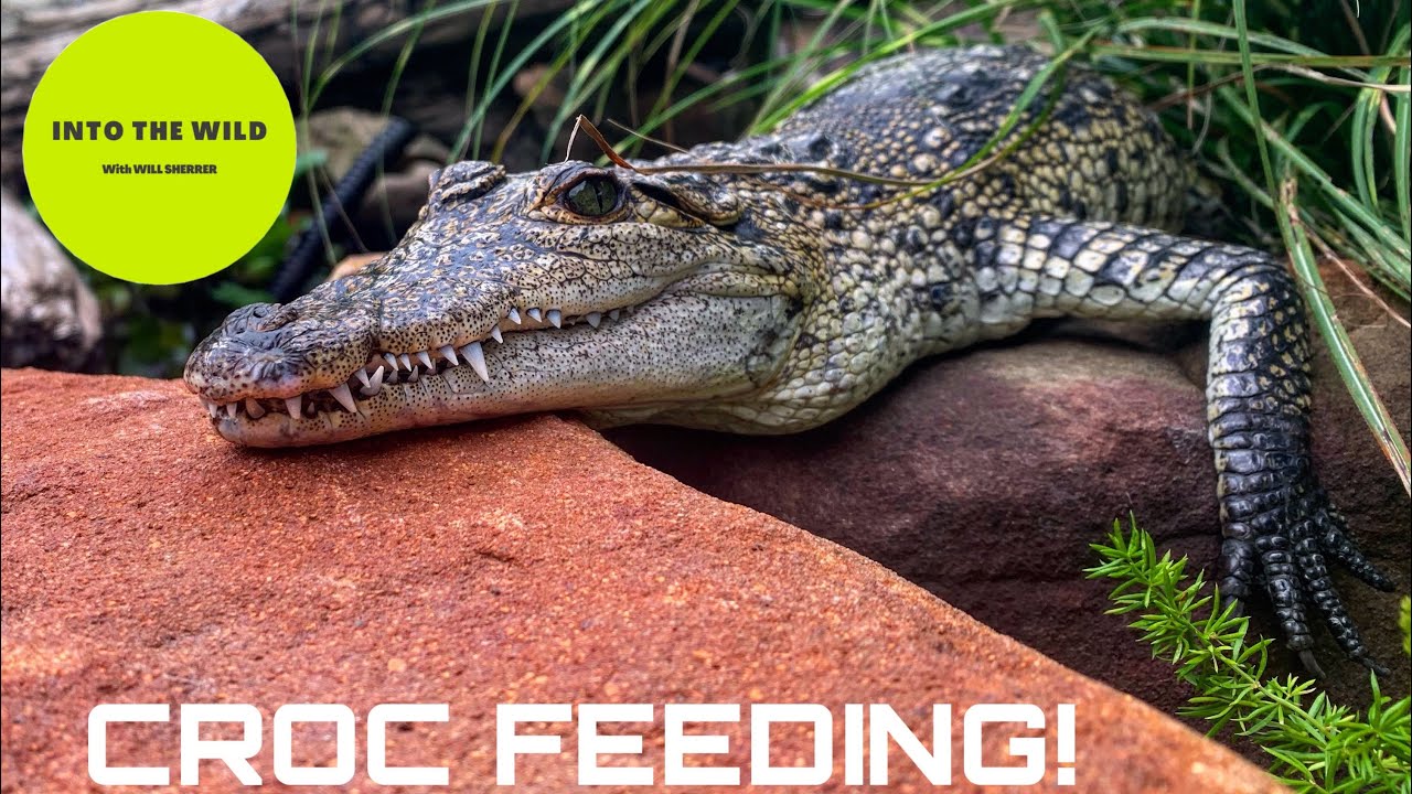 FEEDING MY PET REPTILES! YouTube