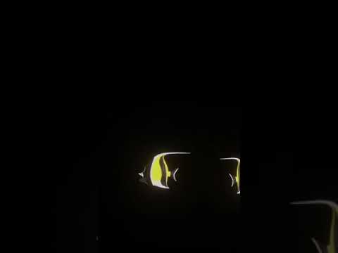 Fish Mobile Hologram Video