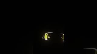 Fish Mobile Hologram Video