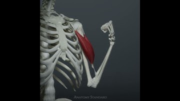 The biceps brachii muscle