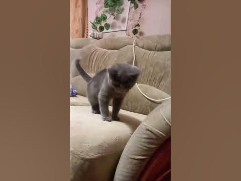 кошк - YouTube