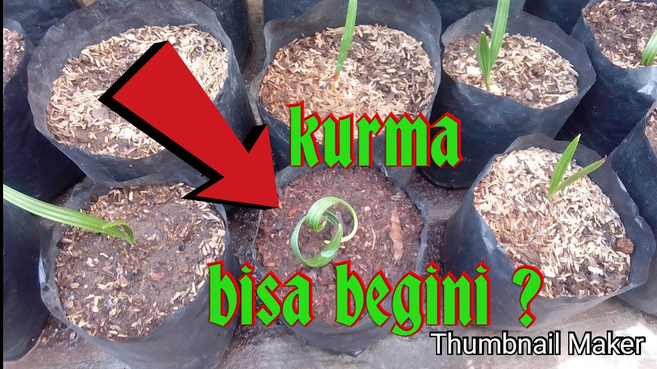 Cara mengatasi pertumbuhan kurma yang lambat