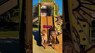 Dogs Should Never Use Slides 😭🤣🐶 #short