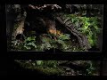 ‘In The Shade Of A Tree’ Baby Green Tree Monitor Vivarium | '어느 나무 그늘' 아기 그린 트리 모니터 비바리움|45.45.60