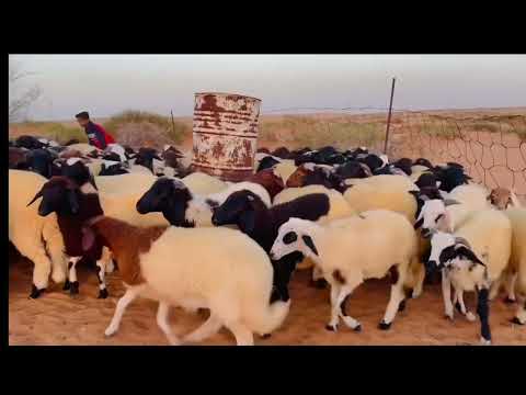 اكتشف الحولي البرقاوي رمز الكرم الليبي ولذة لا تقاوم