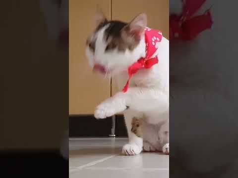 muno Cat white # short # #video #viaral 🐦🐤🐣🐧