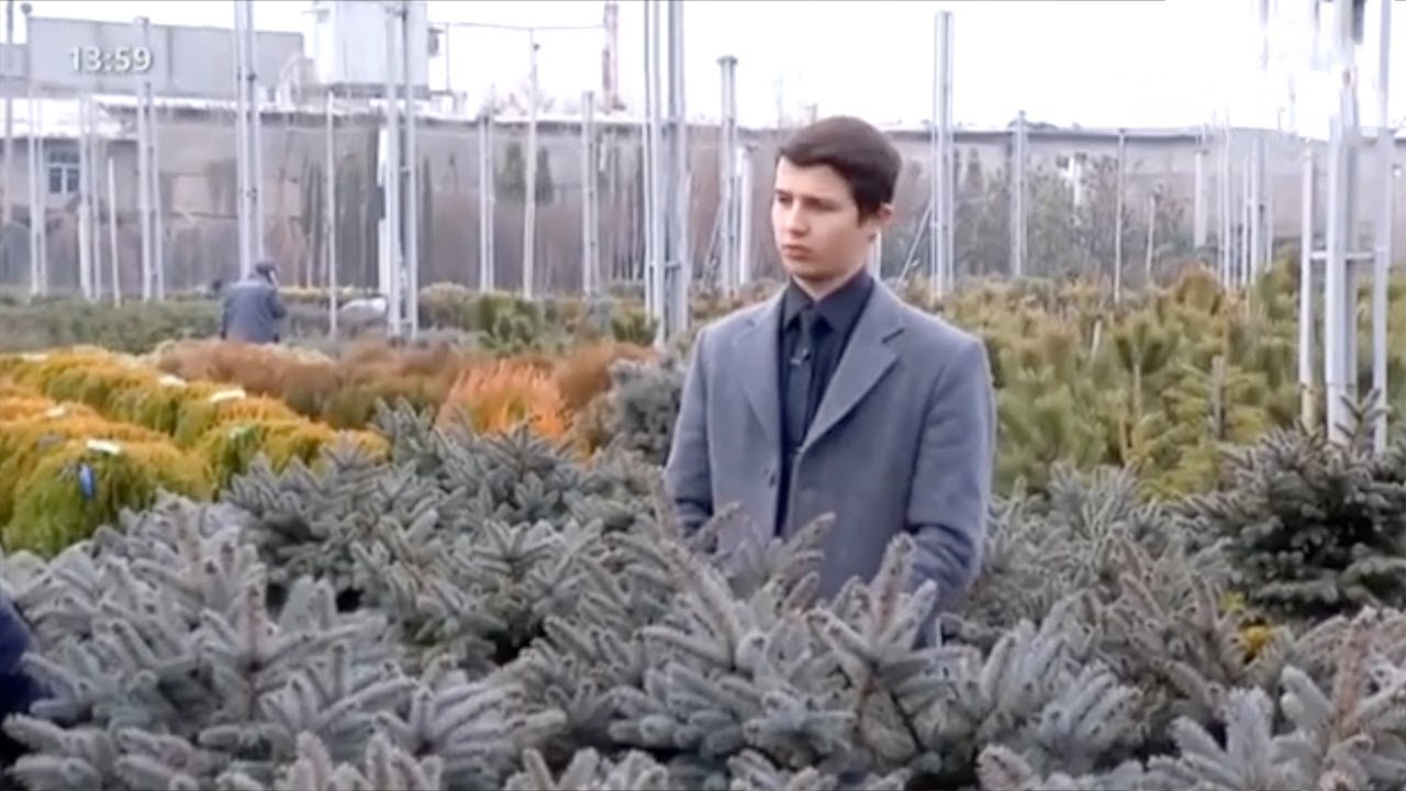 Ҳориждан олиб келинган дарахтларни кўпайтираётган боғбон сирлари | Mening bog'im