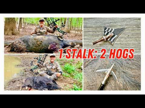 1 ARCHERY STALK: 2 HOGS DOWN!!! #elitearchery #beastbroadheads #Kudubroadheads