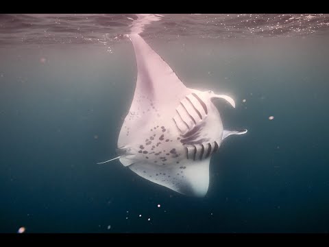 Manta rays feeding