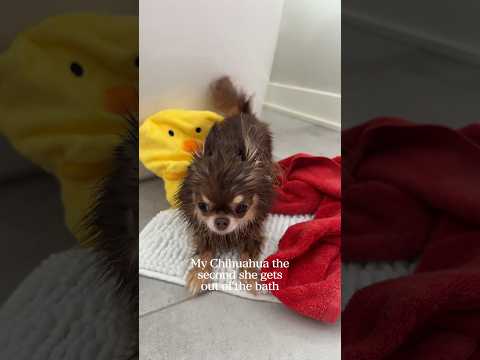 Post-Bath Chihuahua Zoomies 😂