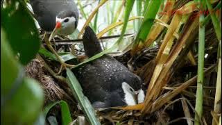 Melihat kehidupan burung ruak ruak di alam liar, dari bertelur & memelihara anaknya