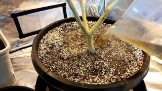 Ep4 Back To The Basics, Nutrients And Watering