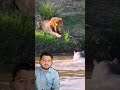 Sheron Ki Secret Hunting Strategy 😱 | Zebra Trap Kaise Lagaya? | Lion vs Zebra Attack | Wildlife
