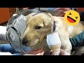 New funny animals  funniest cats and dogss 