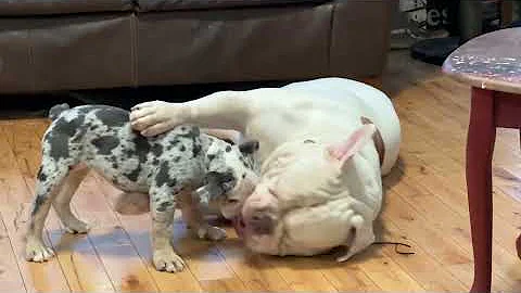 #americanbulldog  Logic the American Buldog being very tolerant of new puppy playing and biting him