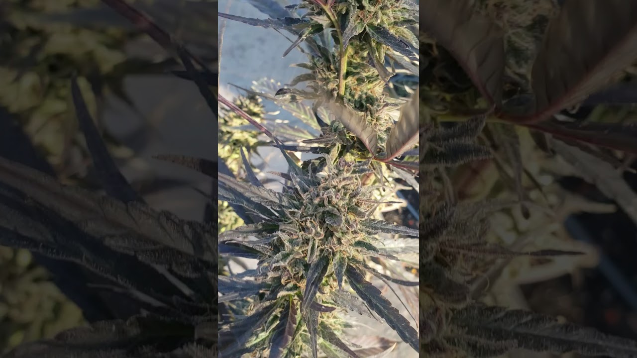 Death Bubba - Sun Spice Seeds