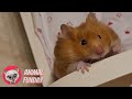 Hamster Bed Time 🐹🛏️ Animal Funday