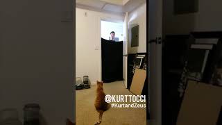 Hilarious Cat WHAT THE FLUFF Challenge #WhatTheFluffChallenge