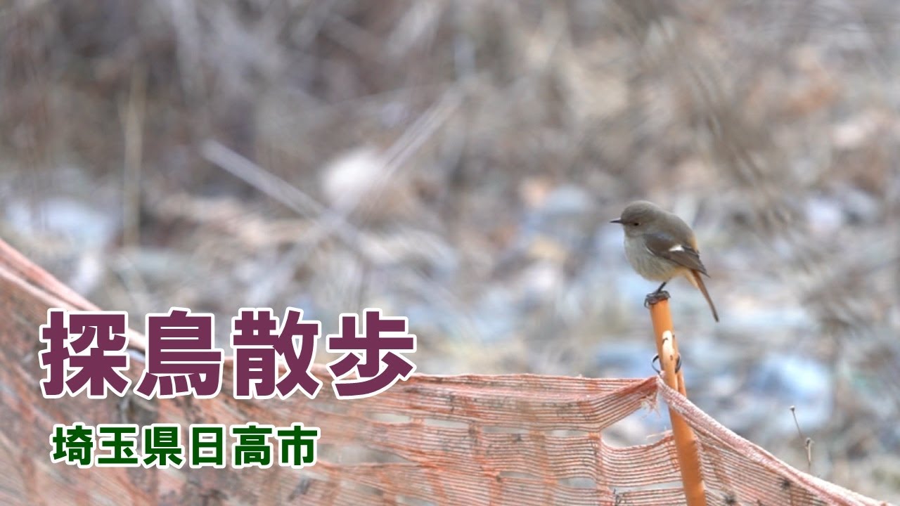 探鳥散歩 埼玉県日高市で出会った野鳥たち Youtube